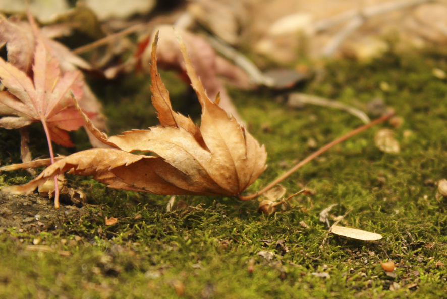 特写篇作品 特写篇作品